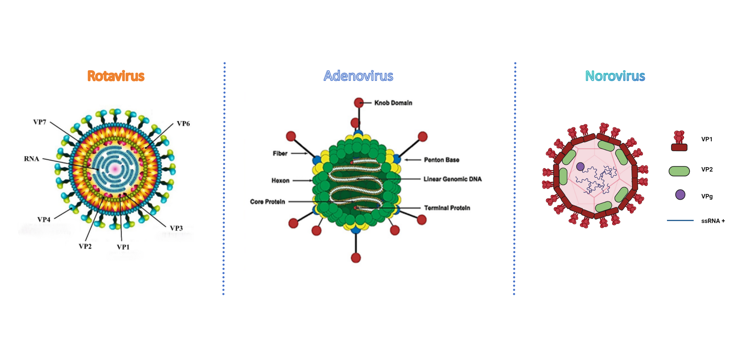 Rotavirus adenovirus norovirusantigentest