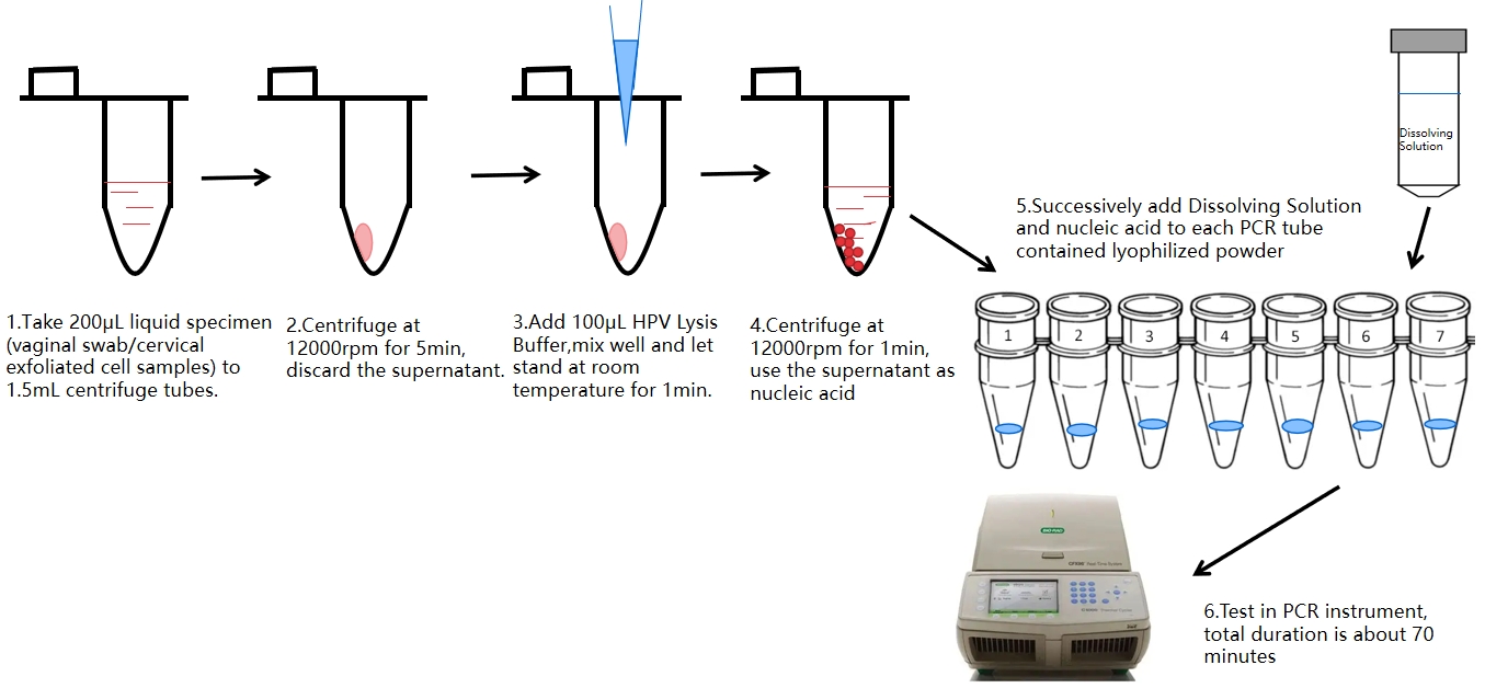 HPV PCR Test Process 